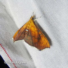Hyalobathra micralis