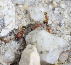 Pheidole parva