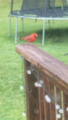 Cardinalis cardinalis