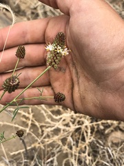 Dalea candida oligophylla