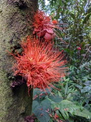 Brownea macrophylla