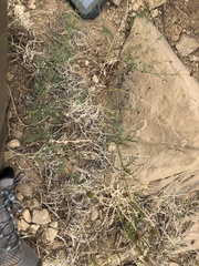 Dalea candida oligophylla