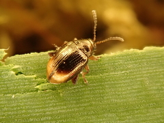 Hippuriphila modeeri