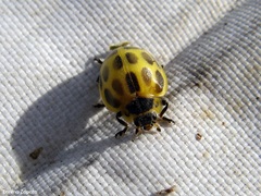 Epilachna paenulata