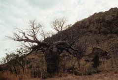Adansonia gregorii