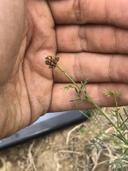 Dalea candida oligophylla