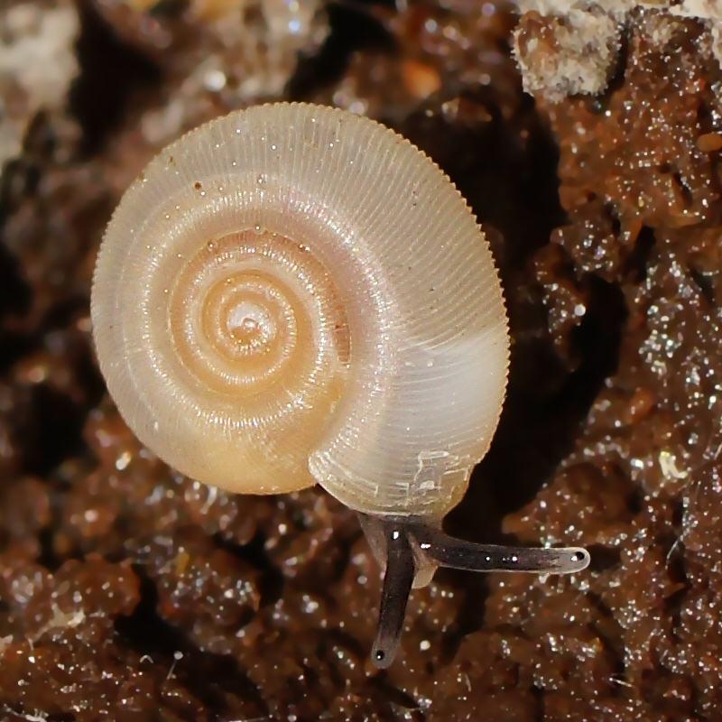 Dandenong Ranges Pinwheel Snail