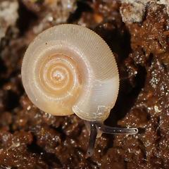 Meredithena dandenongensis