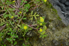 Cotula hemisphaerica