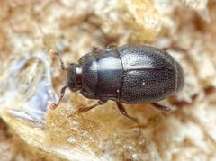 Plegaderus vulneratus
