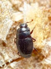 Plegaderus vulneratus