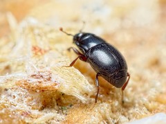 Plegaderus vulneratus