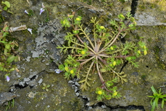 Cotula hemisphaerica
