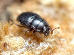 Plegaderus vulneratus