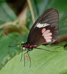 Parides panares