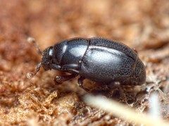 Plegaderus vulneratus