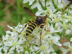 Cerceris arenaria