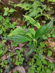 Oldenlandia mellii