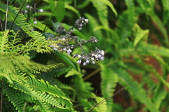 Oldenlandia mellii