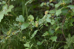 Eriophyes tiliae