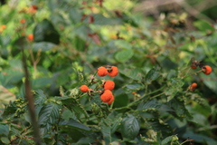 Rubus columellaris