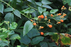 Rubus columellaris