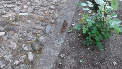 Phoenicurus phoenicurus