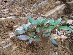 Rhododendron hongkongense
