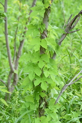 Humulus lupulus