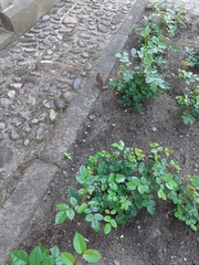 Phoenicurus phoenicurus