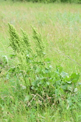 Rumex confertus