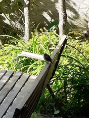 Phoenicurus phoenicurus