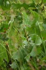 Rumex confertus