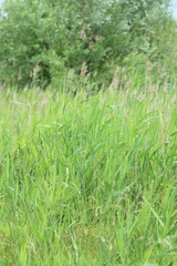 Phragmites australis
