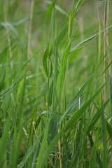 Phragmites australis