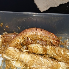 Squillidae