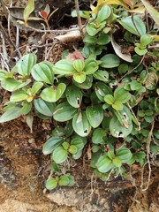Melastoma dodecandrum