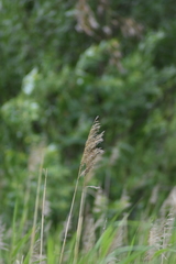 Phragmites australis