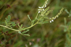 Melilotus albus