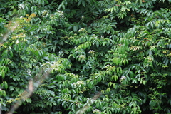 Jasminum lanceolarium