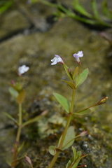 Lindernia procumbens