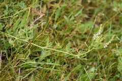Melilotus albus