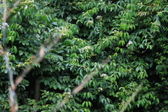 Jasminum lanceolarium