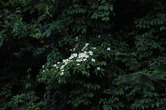 Cornus hongkongensis