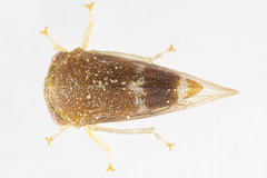 Cyrtolobus maculifrontis