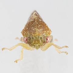 Cyrtolobus maculifrontis