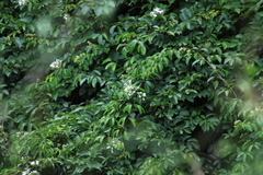 Jasminum lanceolarium