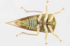 Cyrtolobus maculifrontis