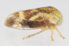 Ophiderma evelyna