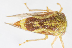 Ophiderma evelyna